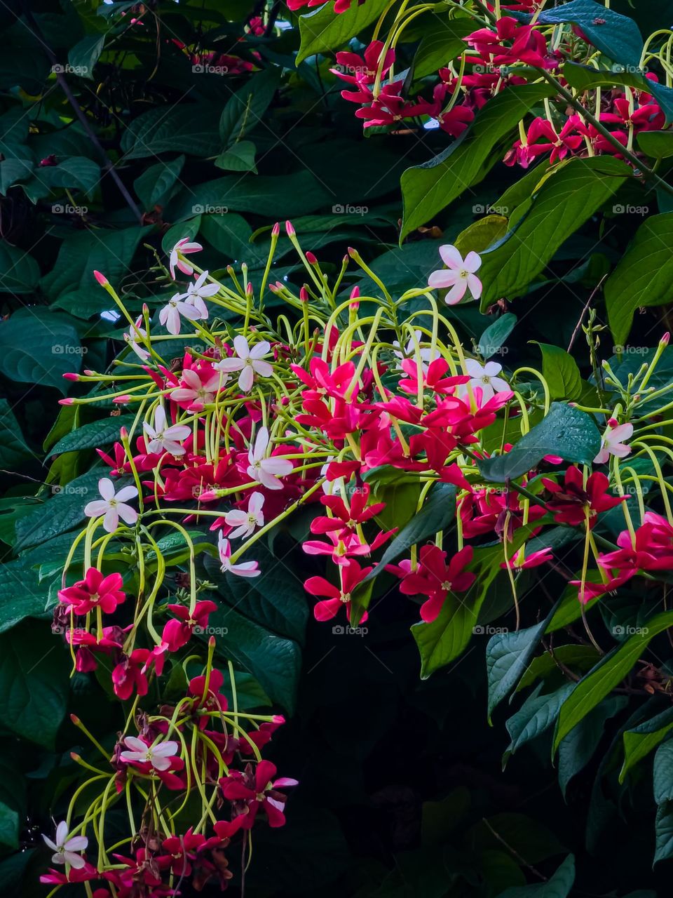 Beautiful flower plants