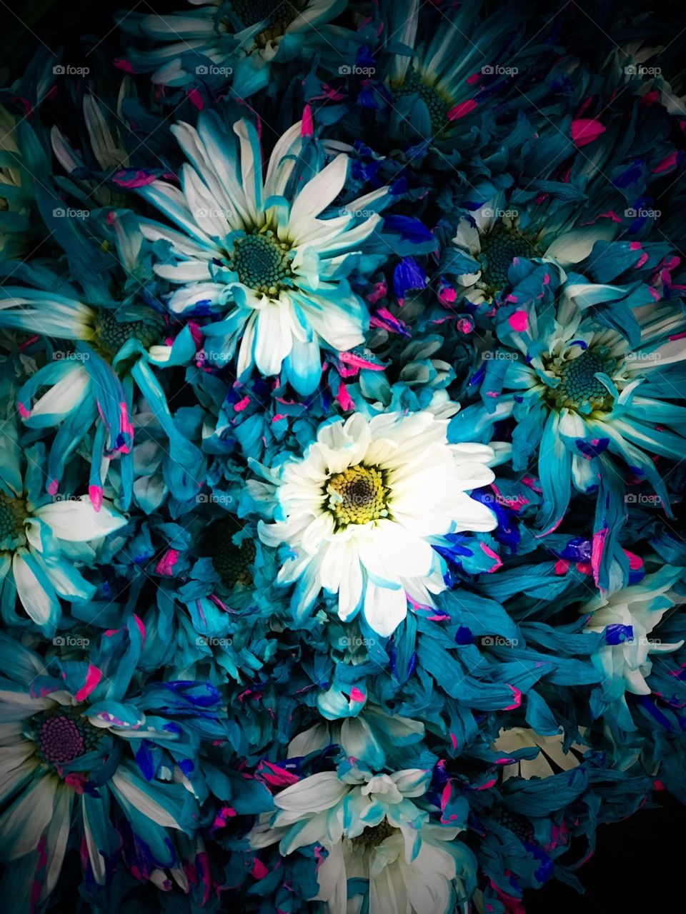 Colored Flowers 