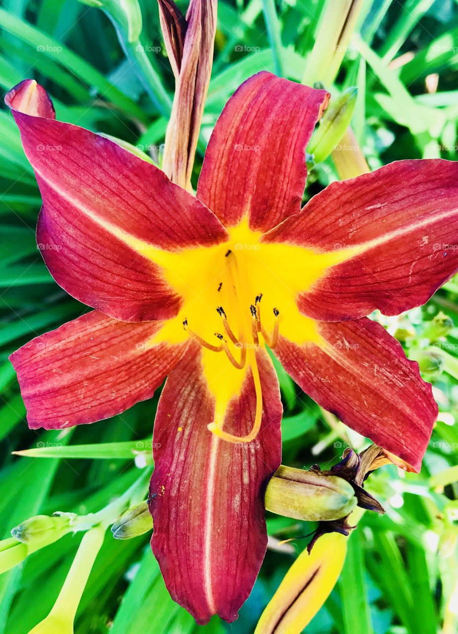 Beautiful Day Lily Red and Yellow in Color.