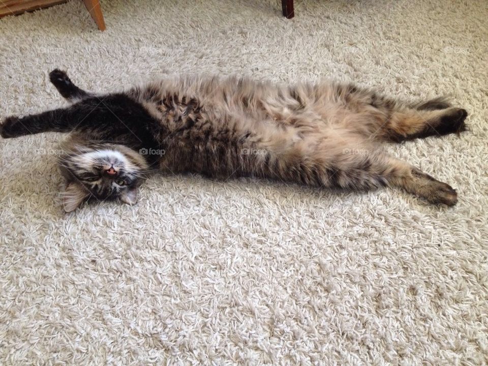 cute cat lying long by lanocheloca