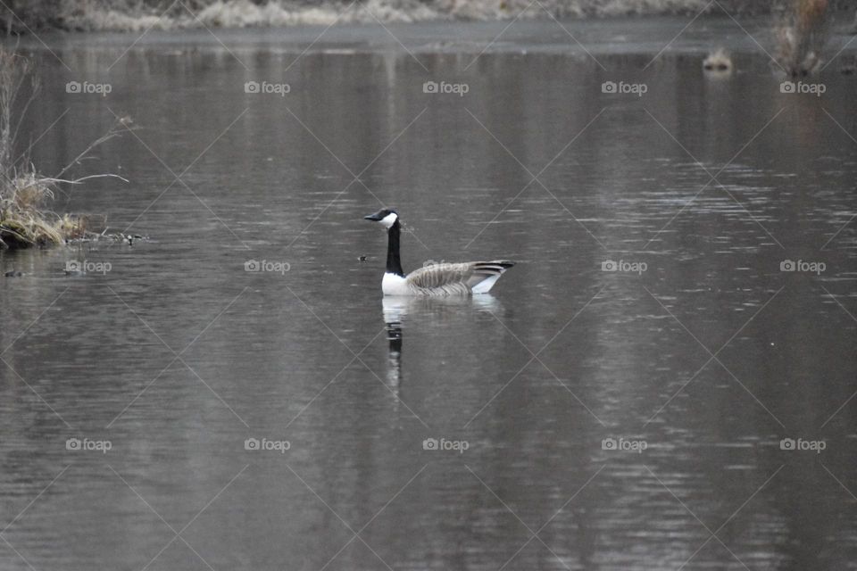 A goose in a cold pond