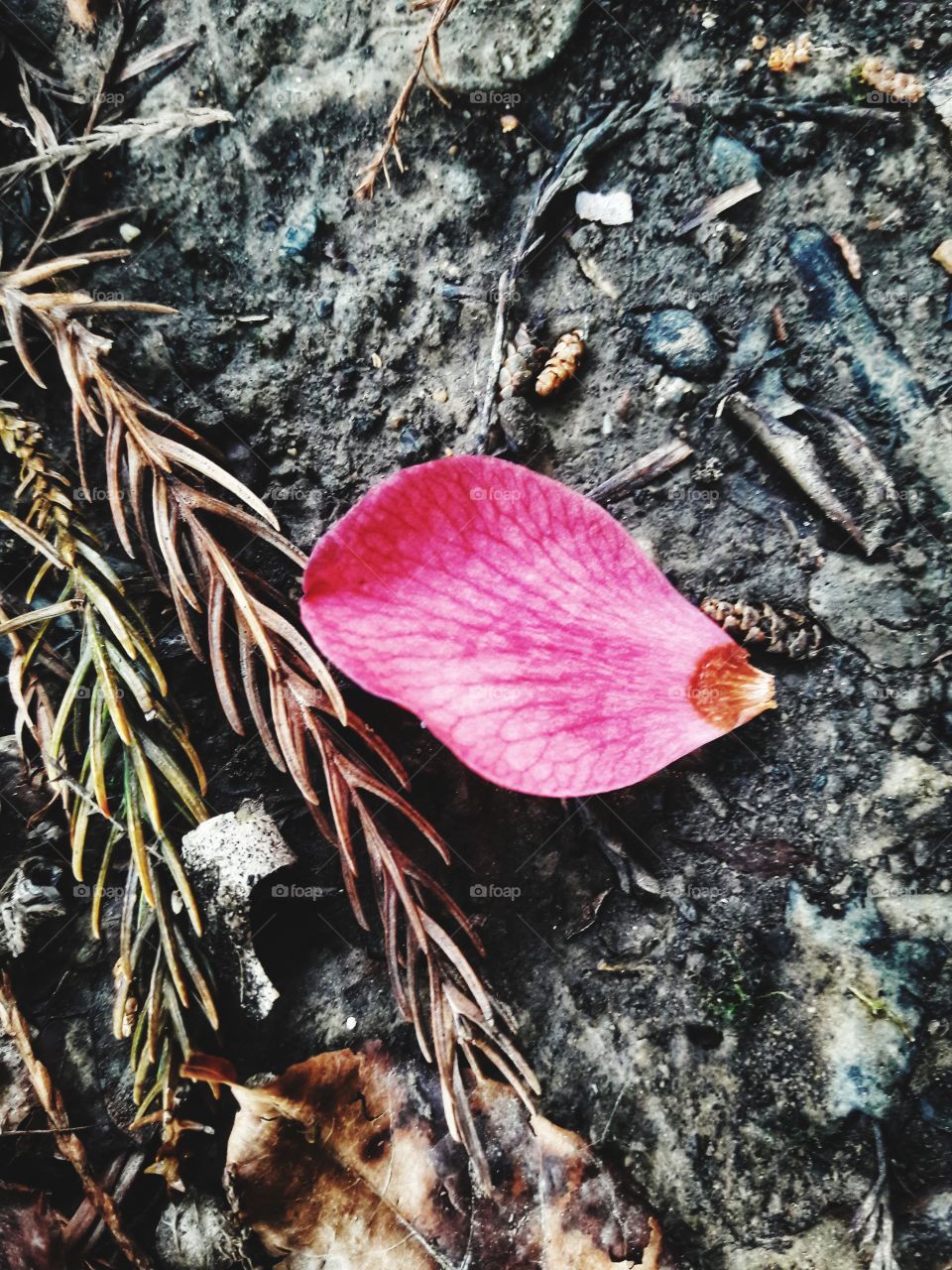 bloom flower view nature