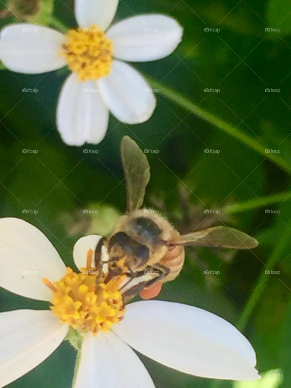 Bee-big