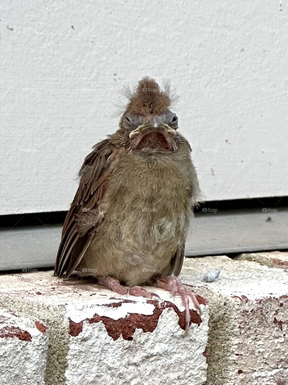 Baby sparrow bird molting backyard visitor on a summer evening nature close up with iPhone 14 zoom