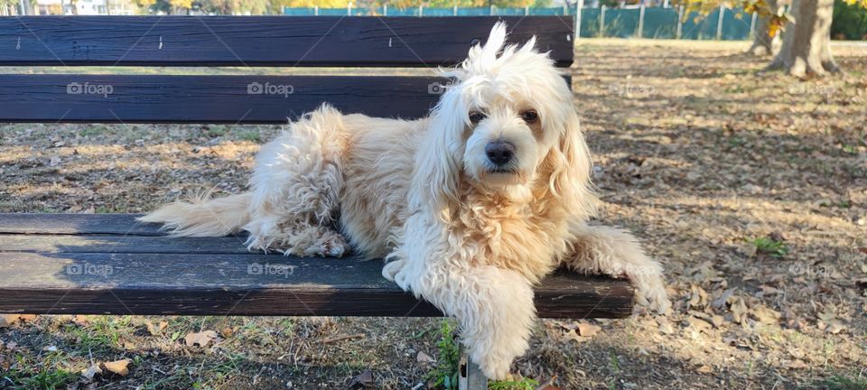 my dog ​​is out for a walk