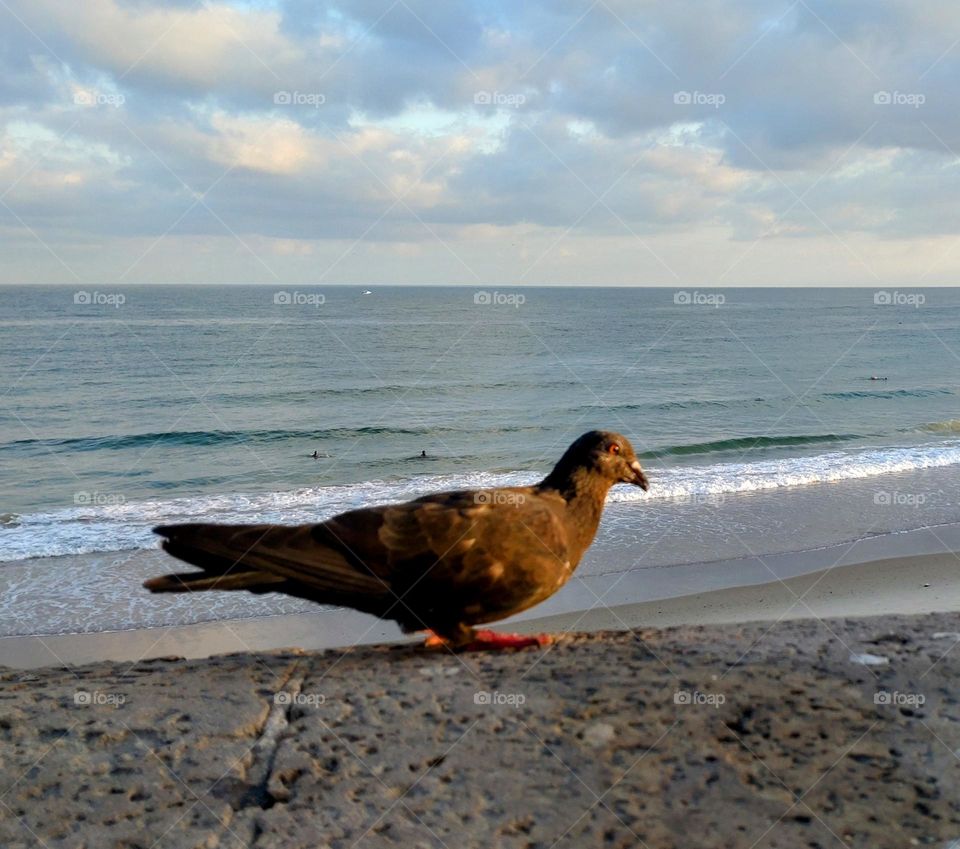 The bird and sea view