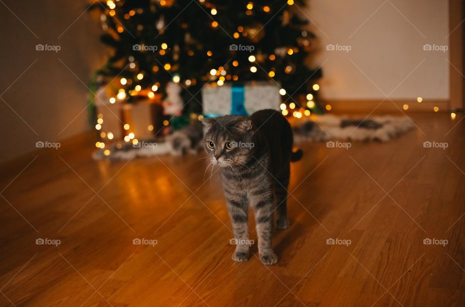 holiday cat