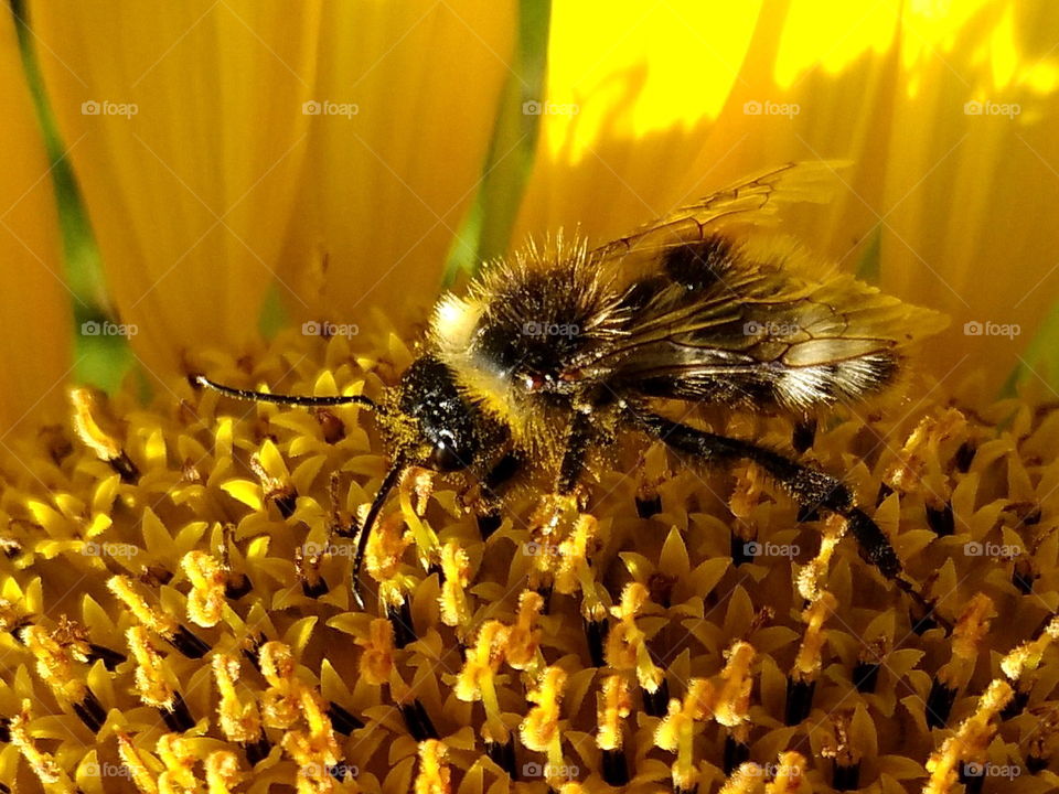 A bee on a sunflower