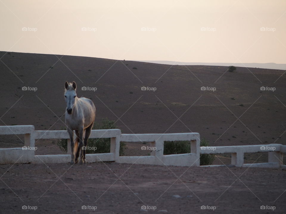 Sunset at a donkey sanctuary 