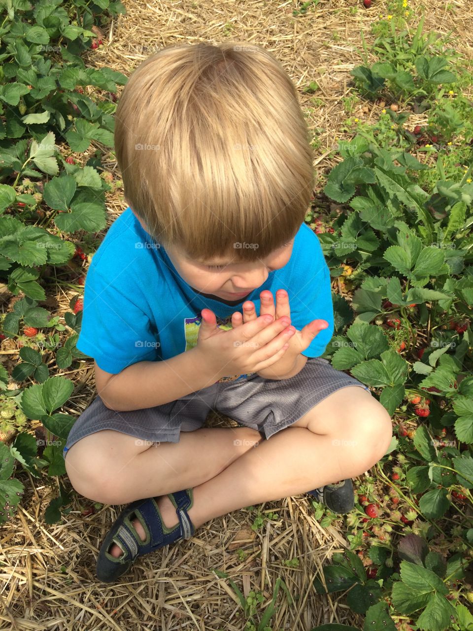 "Picking" strawberries