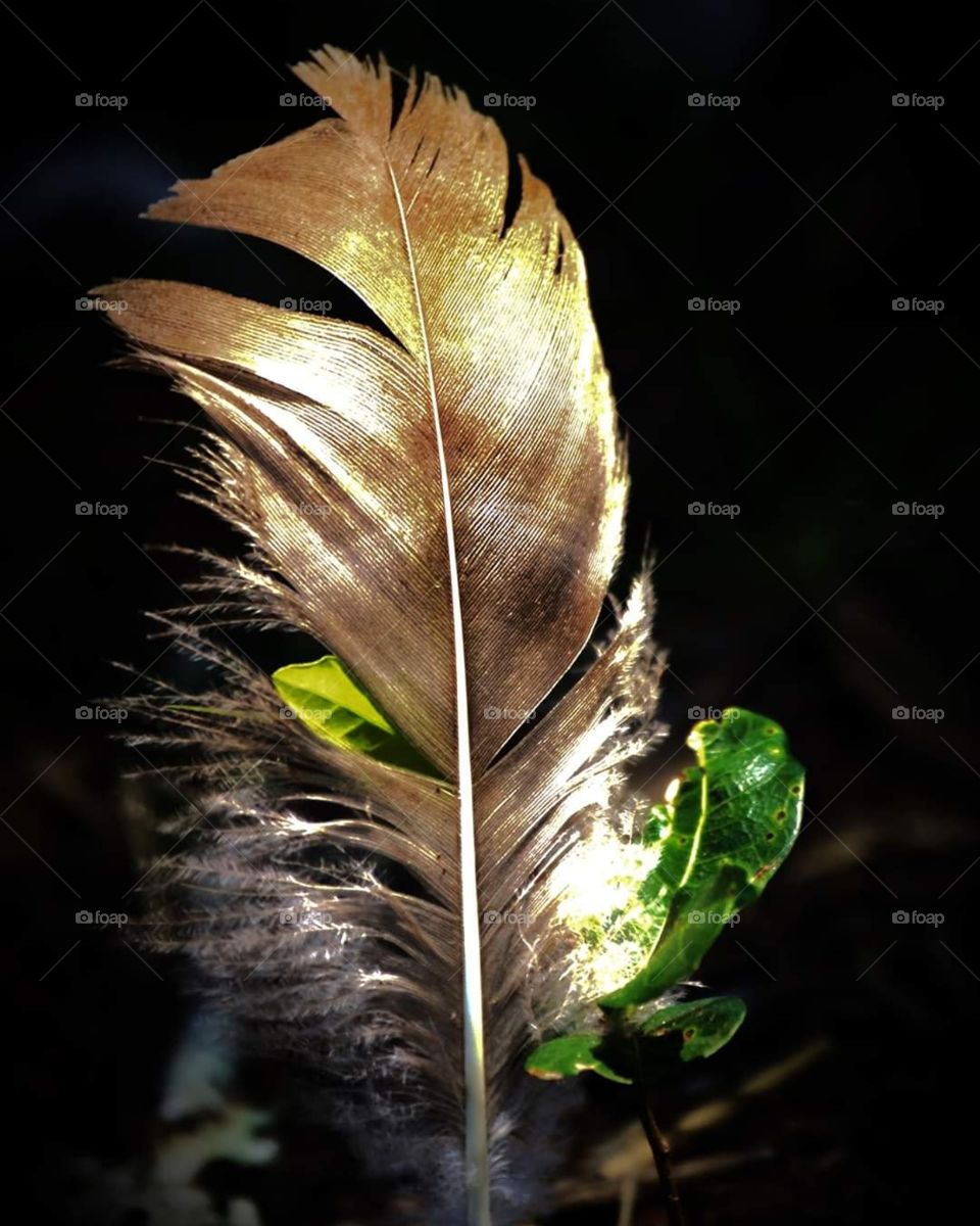 Feather