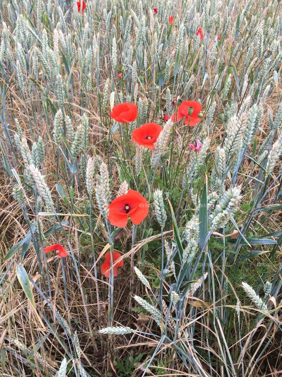 poppies in dry wheat