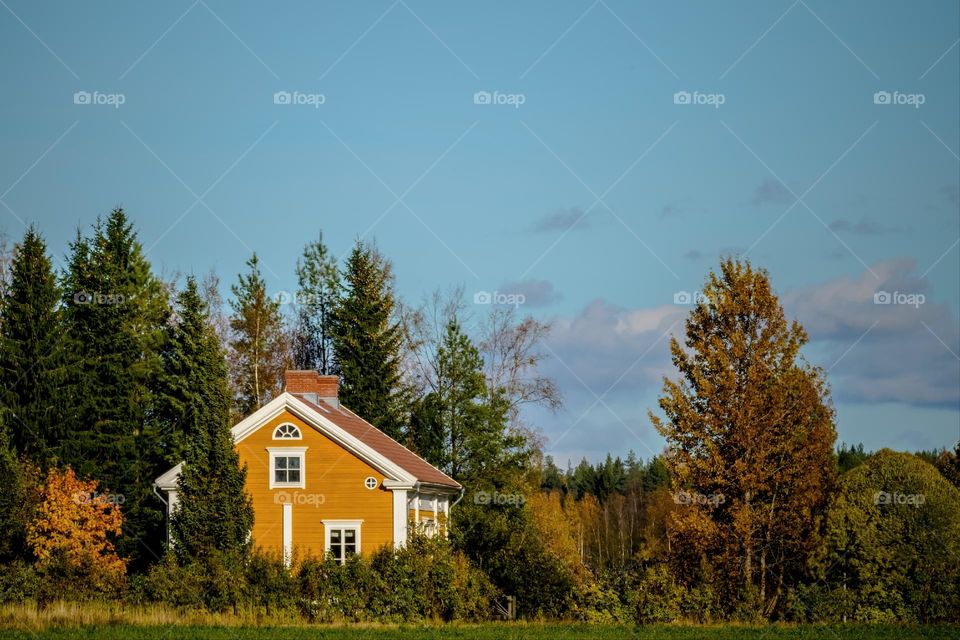 a yellow and white house stands in a green and yellow autumn forest in Finland against a blue sky