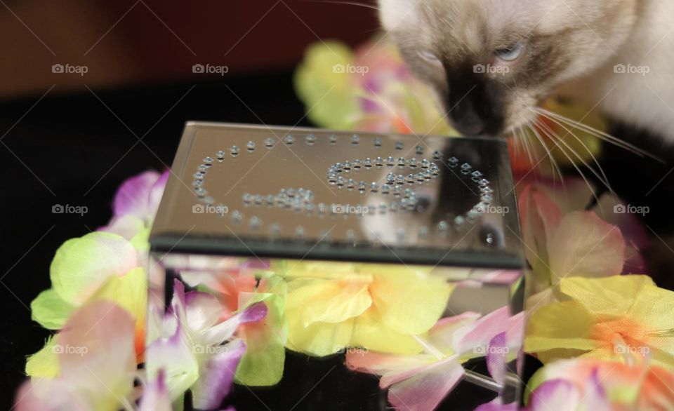 Reflection of a blue eyed kitten and of colorful flowers on a mirrored treasure box 