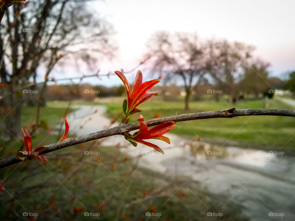 Pomegranate Blossom