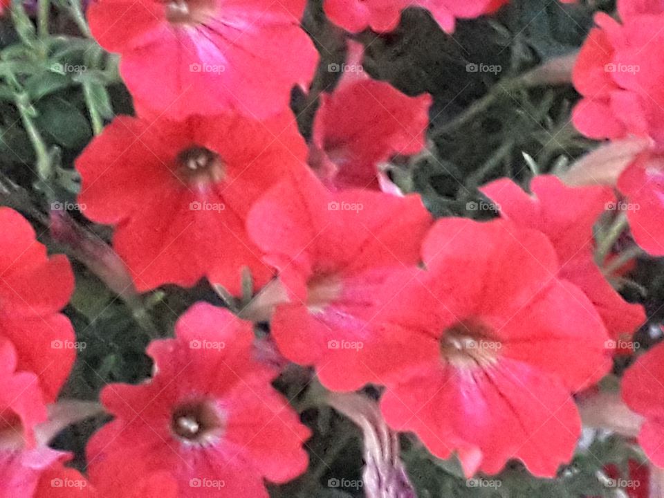 red flowers
