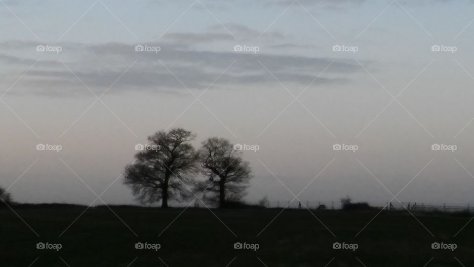 Trees At Twilight