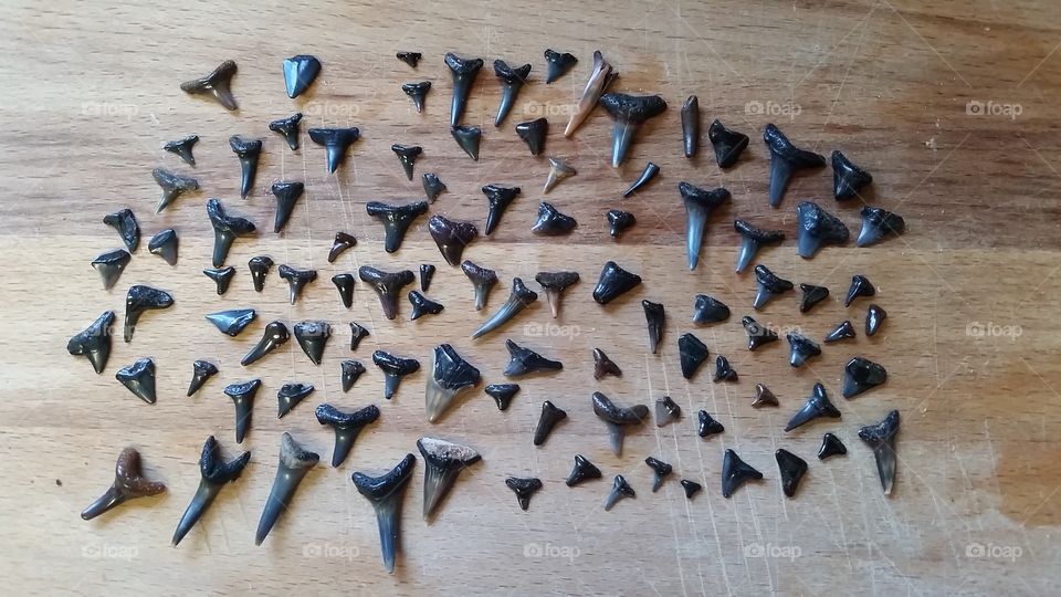 big find of shark teeth