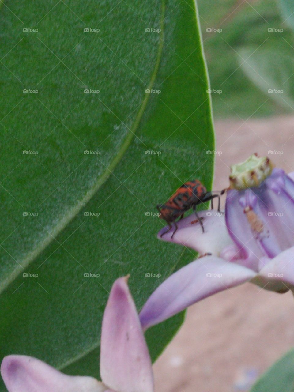 insect in flower