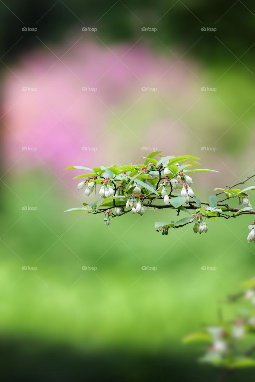 蓝莓开花