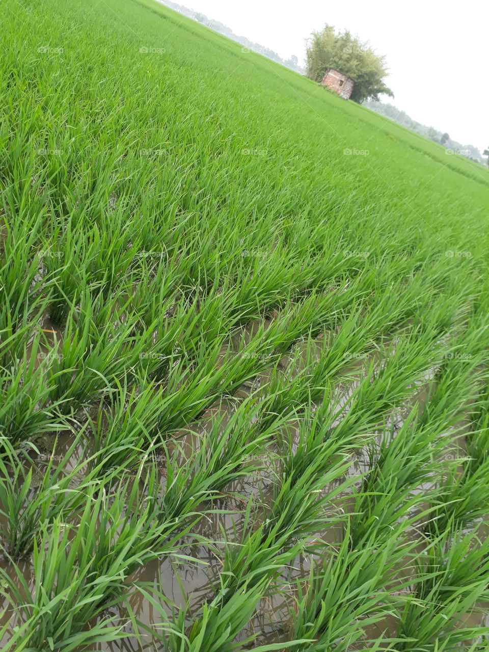 beautiful rice tree in Indian village