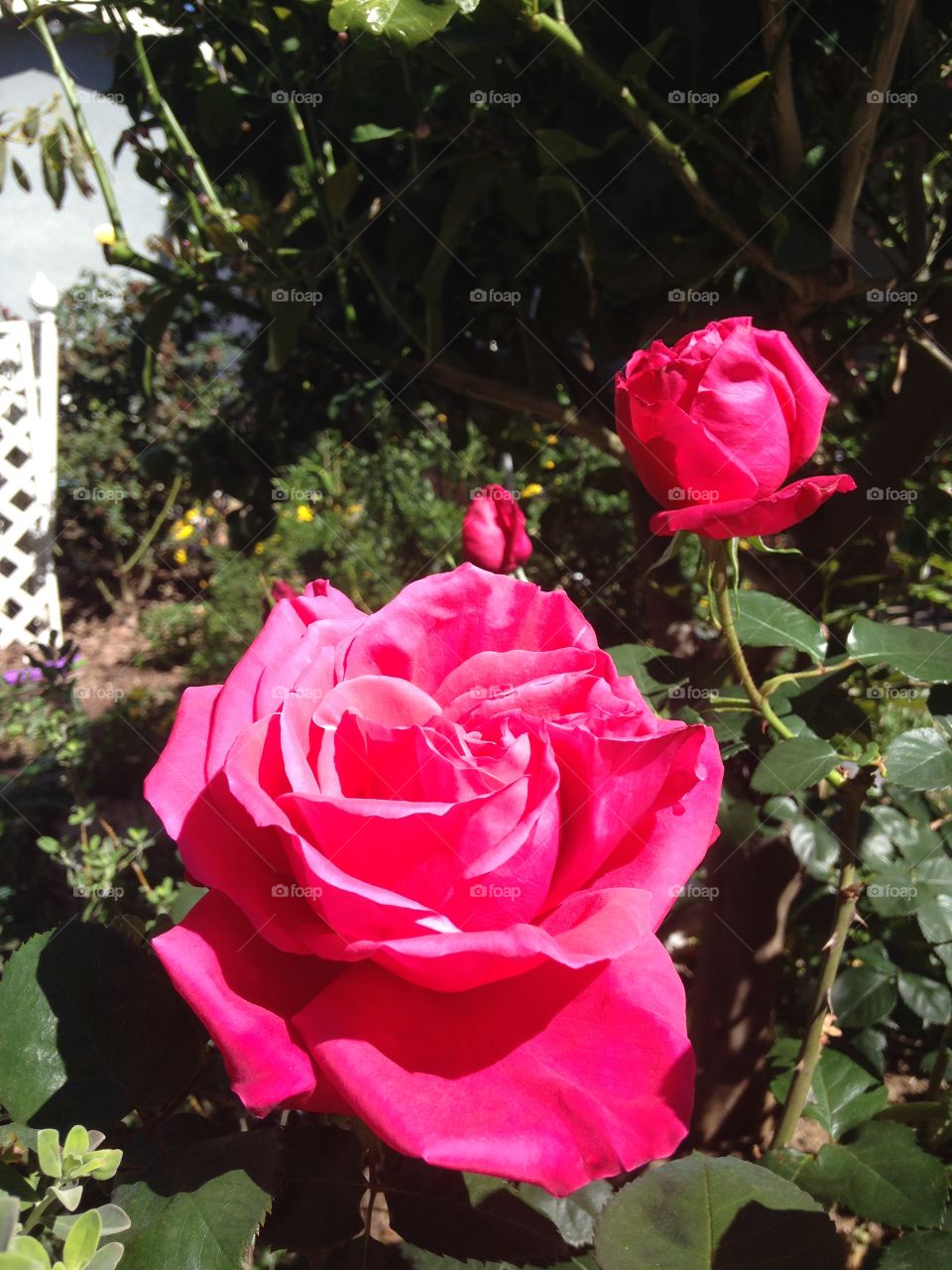 Close-up of pink rose