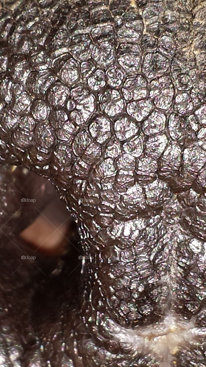 Dog nose patterns are as unique as human fingerprints