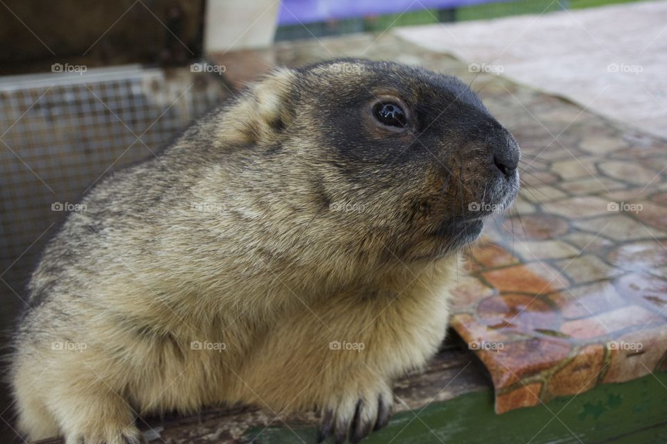 Close-up of a woodchuck
