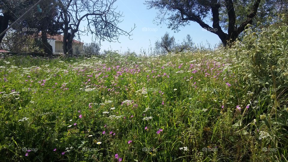 Spring flowers