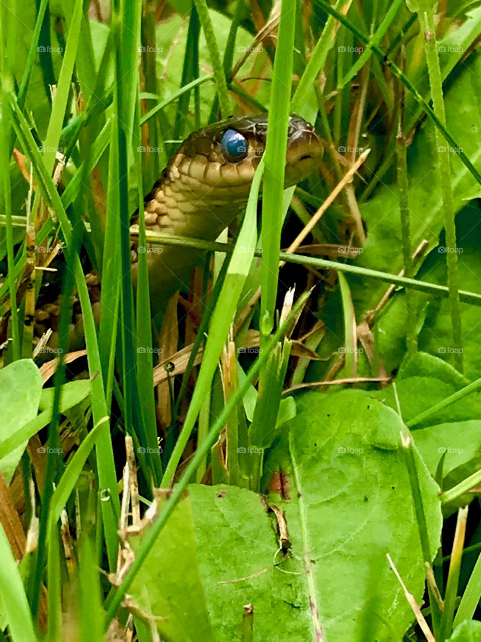 Garter snake commonly referred to as a garden snake 🐍