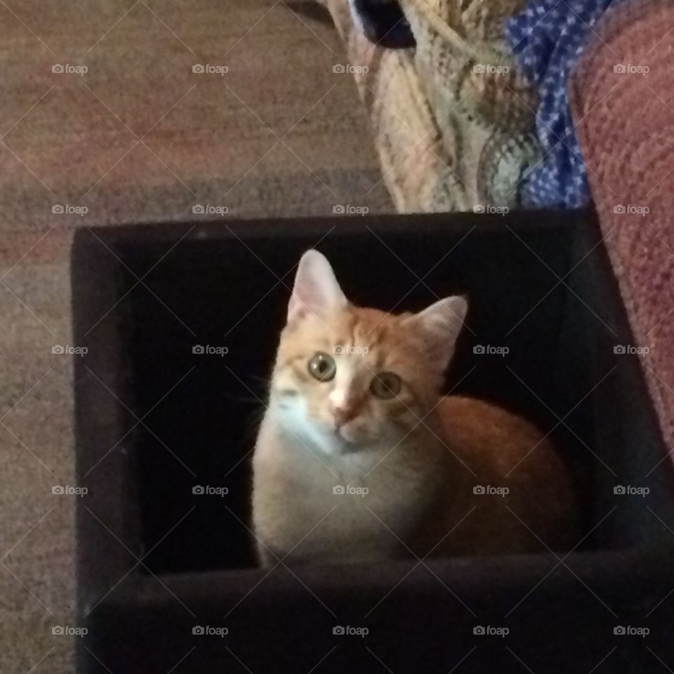 Cat in a black box