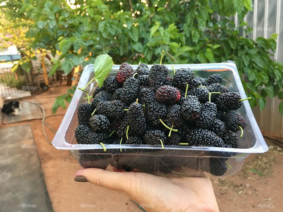 Freshly picked organic mulberries, Mulberry bush tree in background, hand holding container full of ripe berries outdoors, power super food full of antioxidants, nutritious, also used for dye and naturopathic remedies