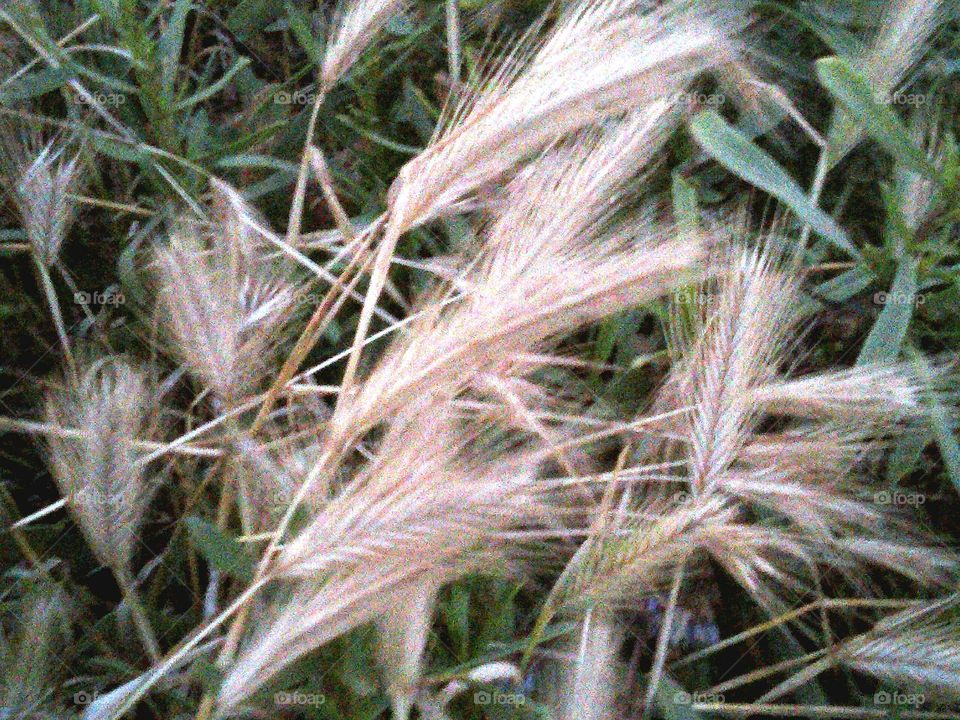 Wild Buckwheat Ripening