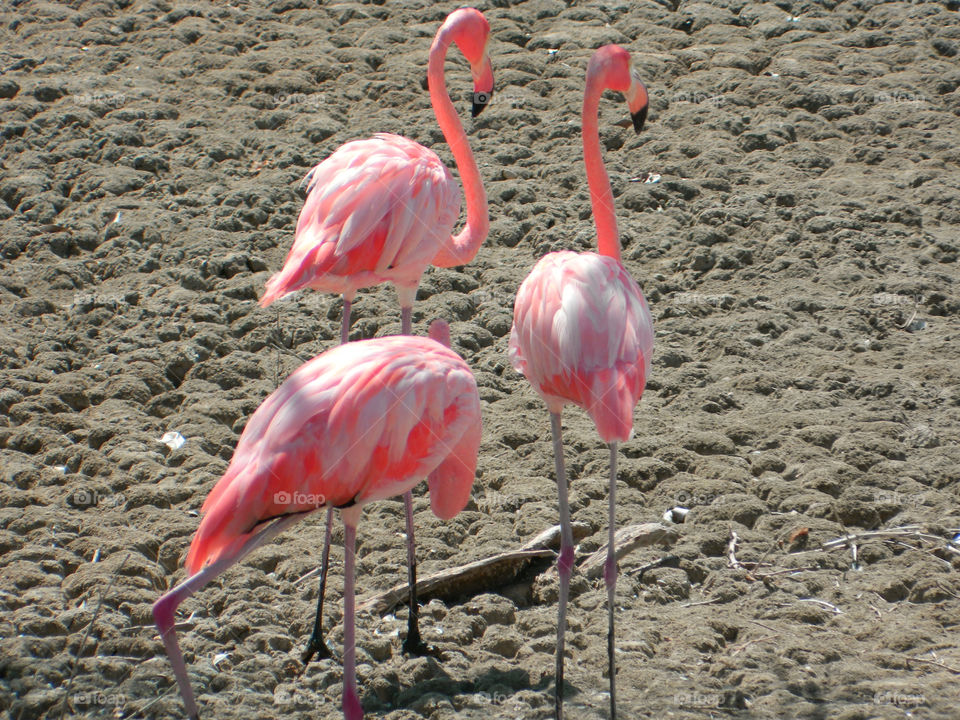 Group of flamingo standing on rock