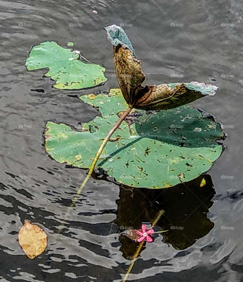 First leaf in autumn: lotus leaves have no summer beauty, but there are another withered and imperfection beauty.