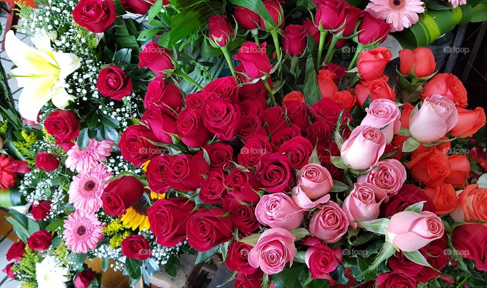 rosas de colores , pétalos delicados y hermosos  amor puro