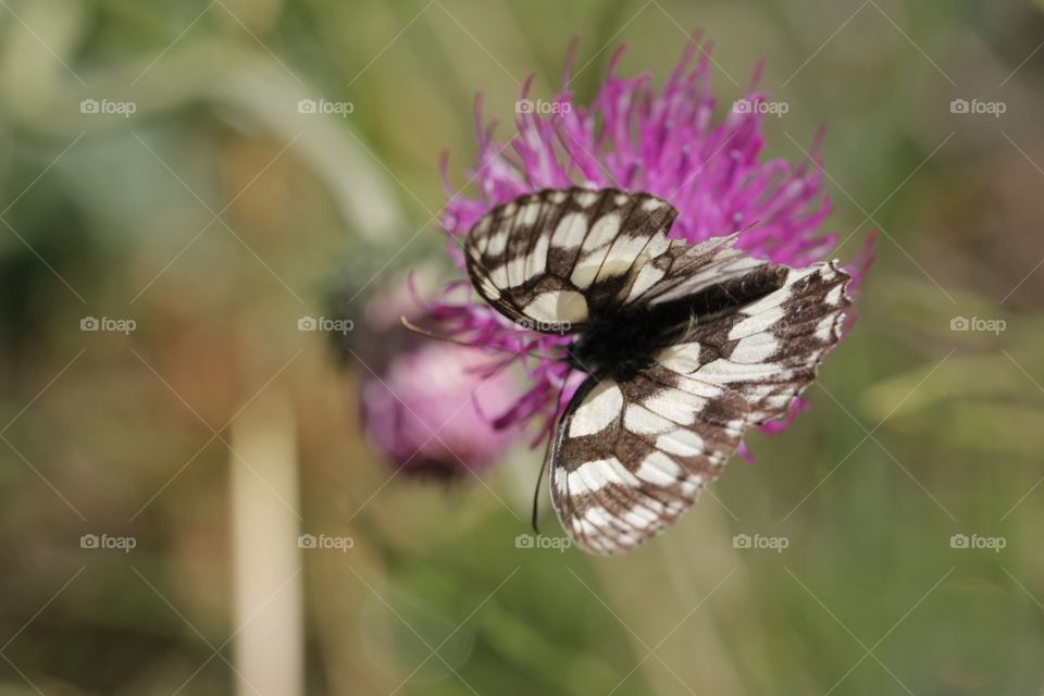 Butterfly feeding on flower