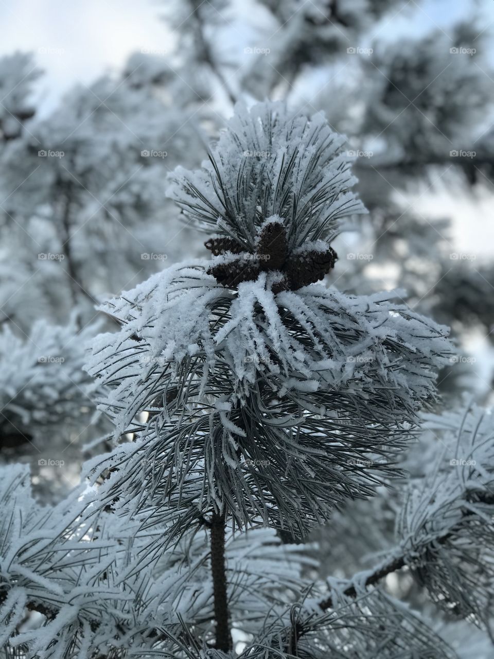 Frosted Pine cones. 