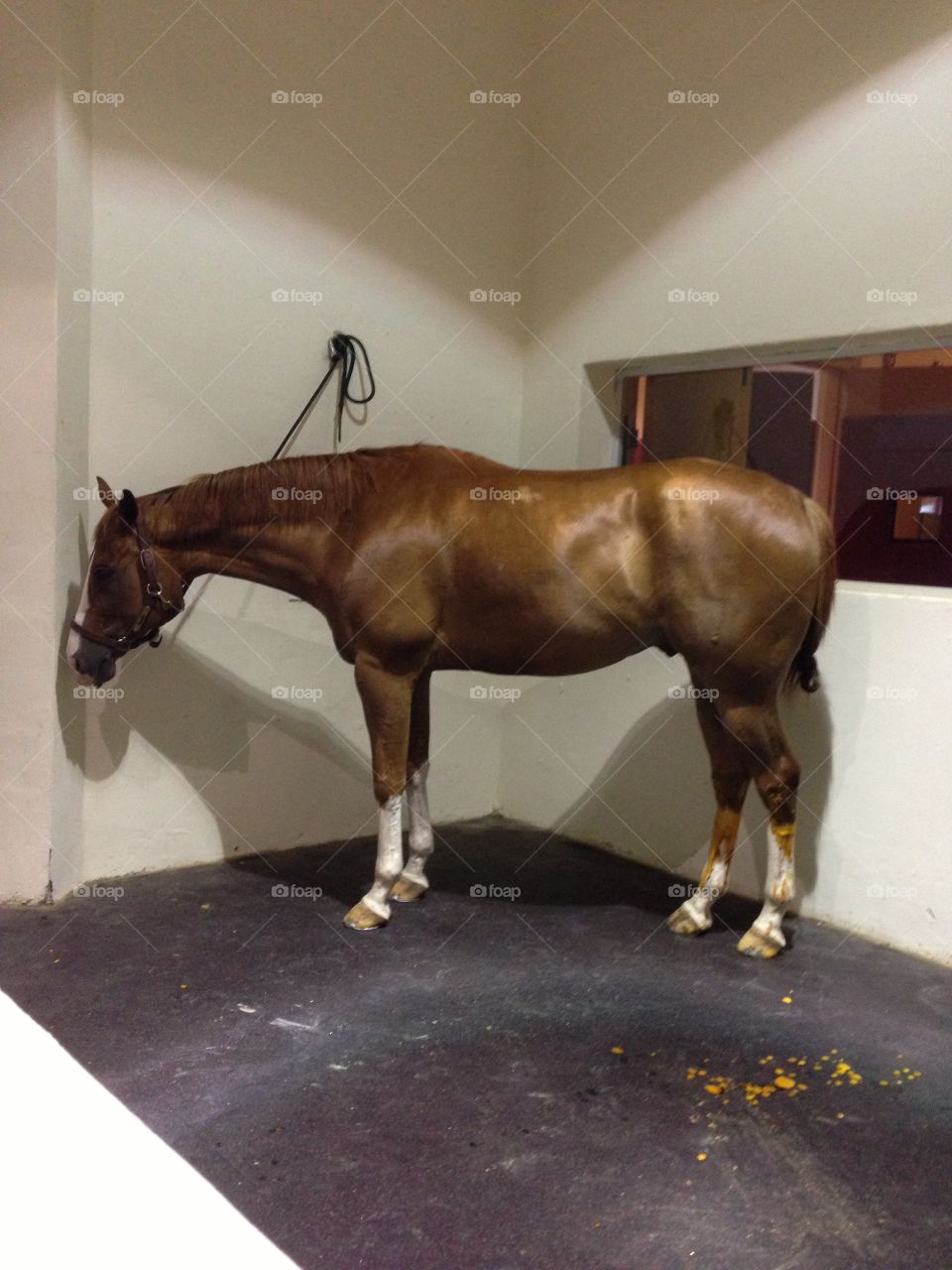 "I hate the vet. Maybe if I put my head in this corner he won't see me"