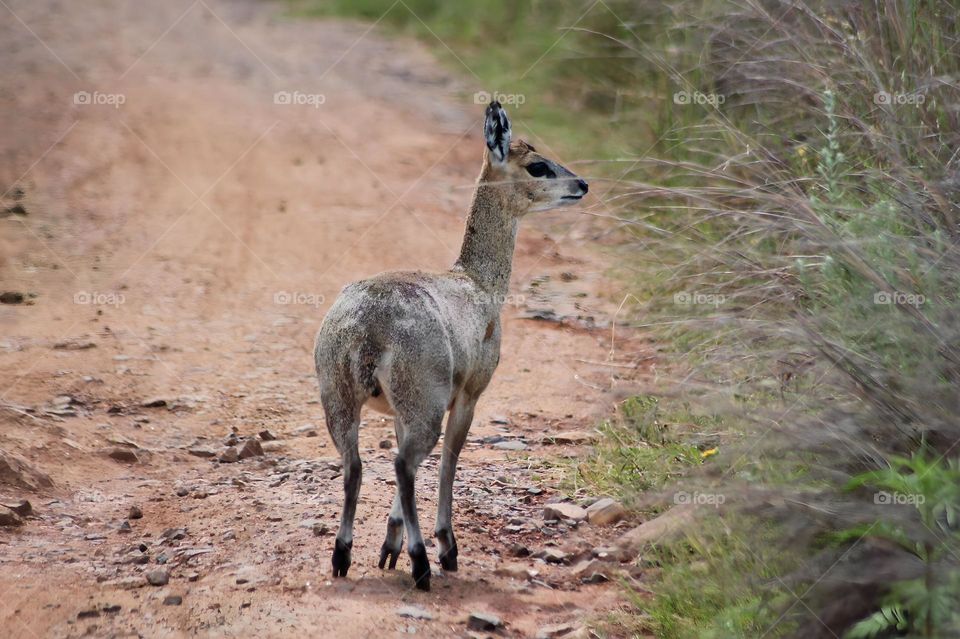 Beautiful Klipspringer captured in Pilanesberg National Park, South Africa