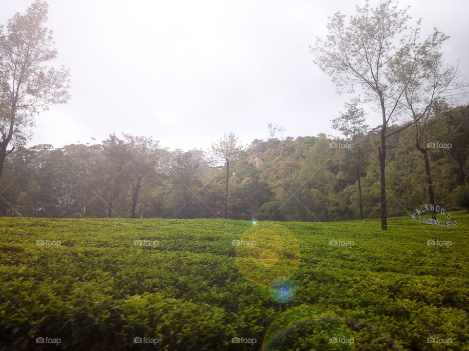 Tea estate in morning