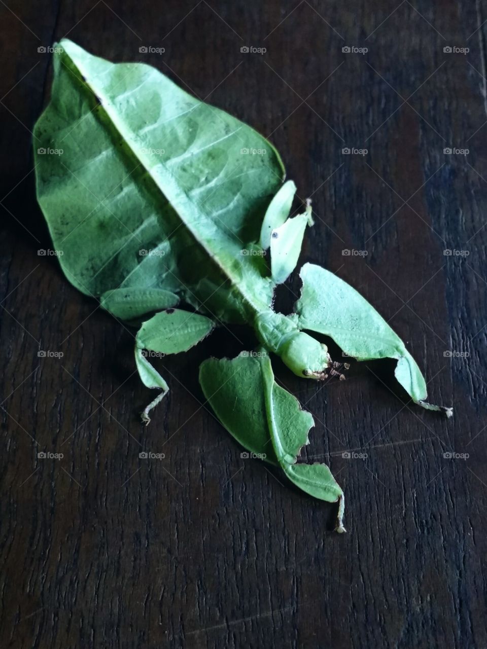 leaf insect