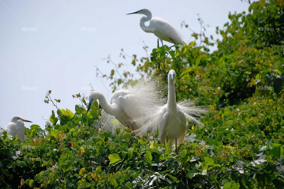 white heron birds in the tree