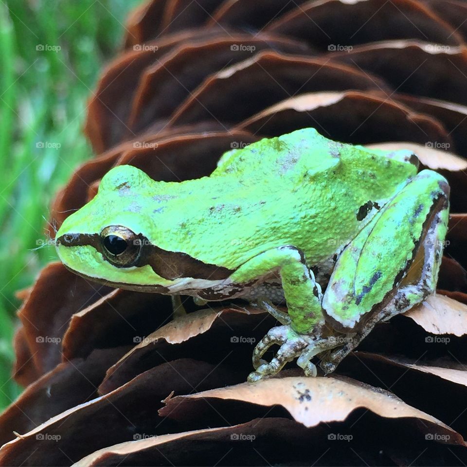 Ready To Jump. Little green frog preparing to leap