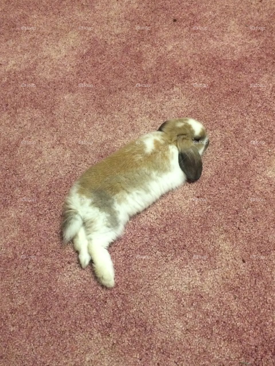 Cute bunny relaxing 