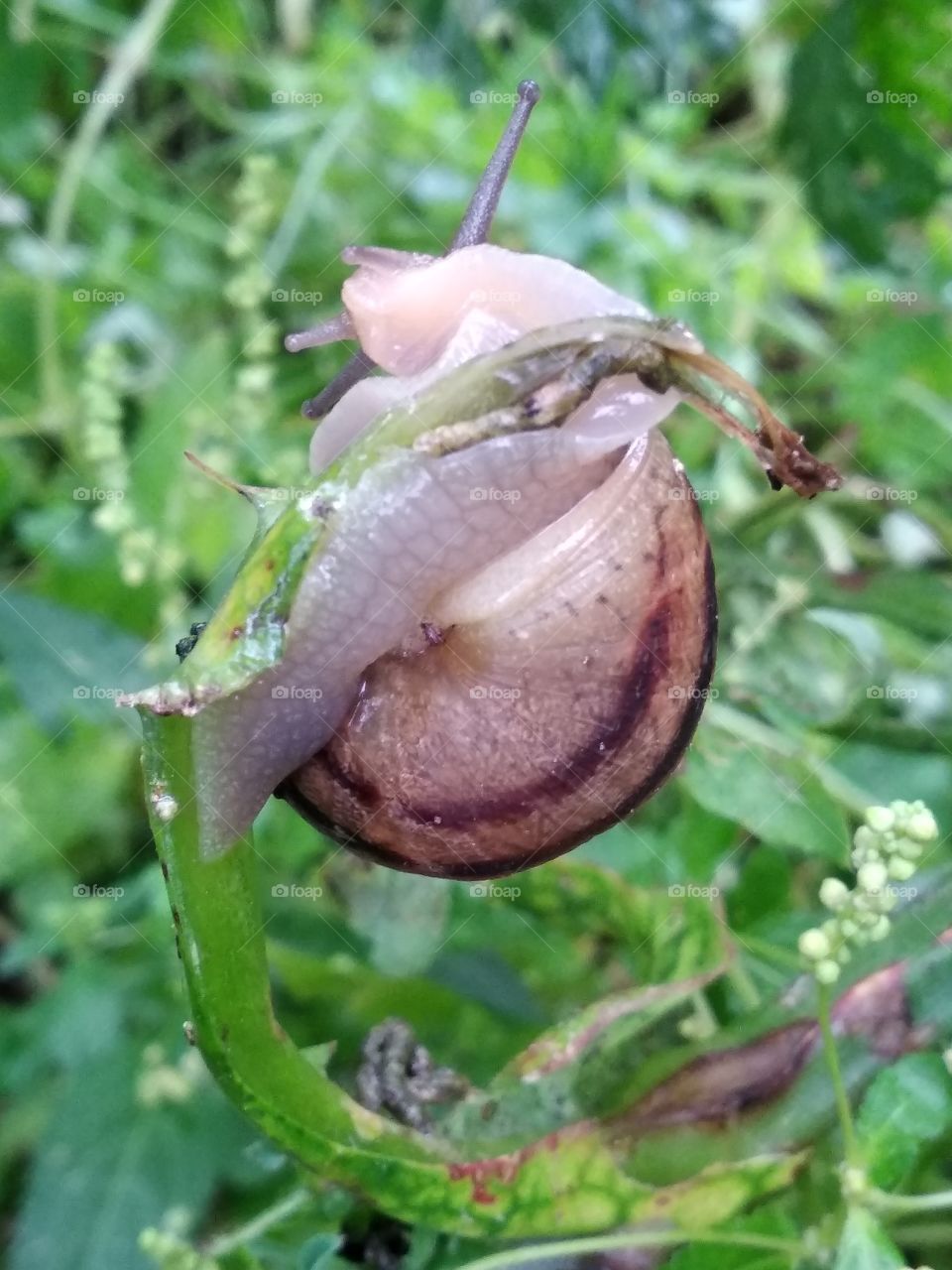 Snail