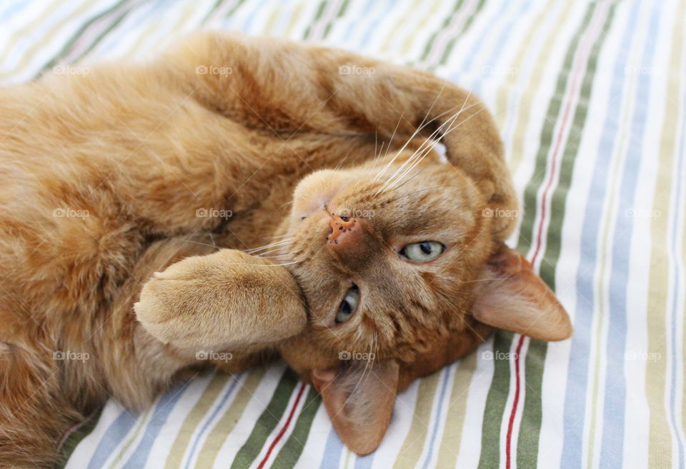 Cat relaxing on bed