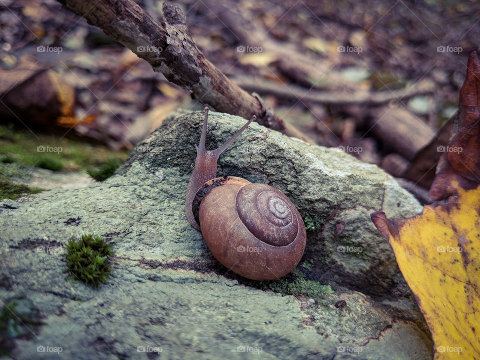 snail in the woods