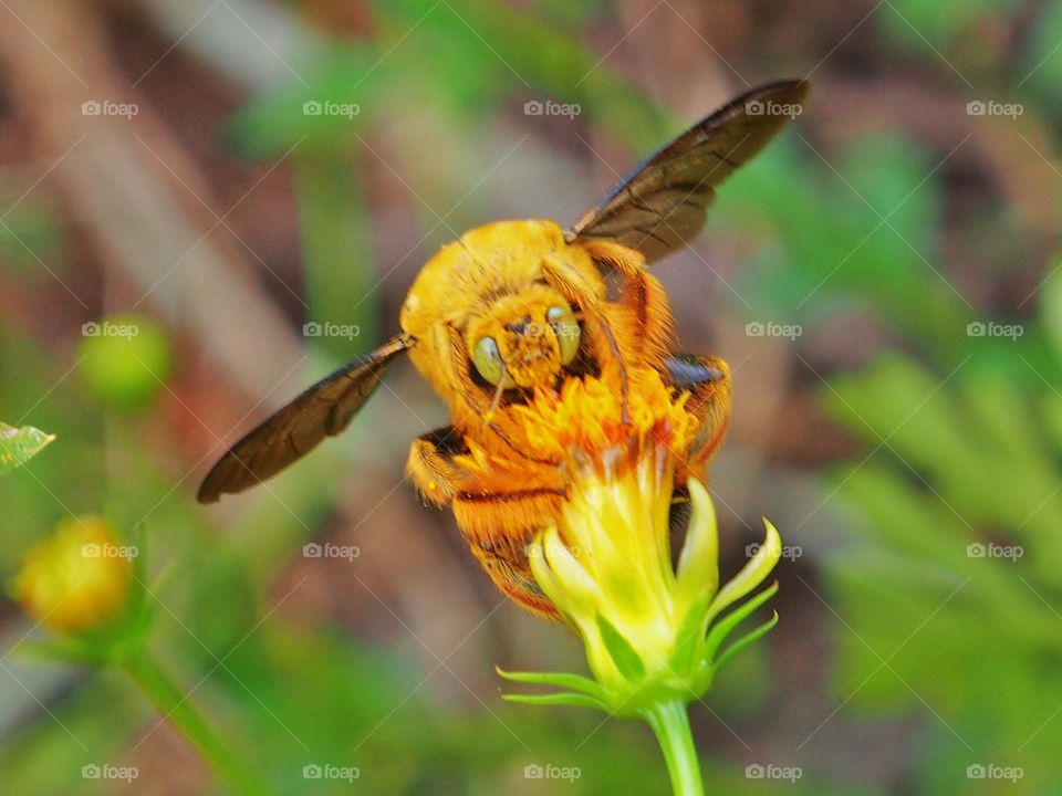 Close up of bumblebee