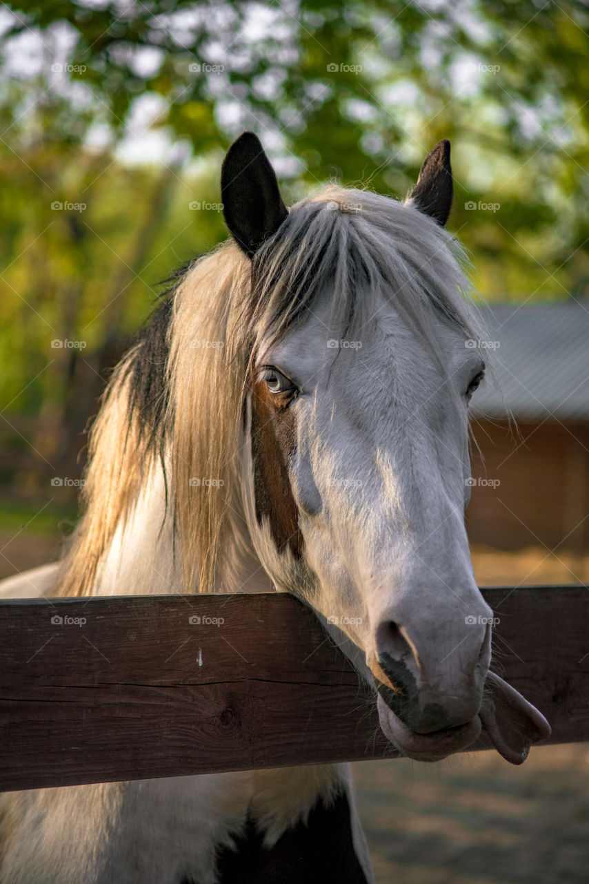 Magic horses